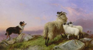 Collie, Ooi en Lammeren